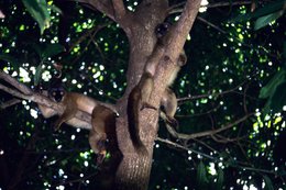Animals;-Comoros-Archipelago;-France;-Indian-Ocean;-Kaleidos;-Kaleidos-images;-La-parole-à-limage;-Laurent-Abad;-Lemur;-Mayotte;-Nature;-Primate;-Stories-Pictures;-Tree;-Wildlife